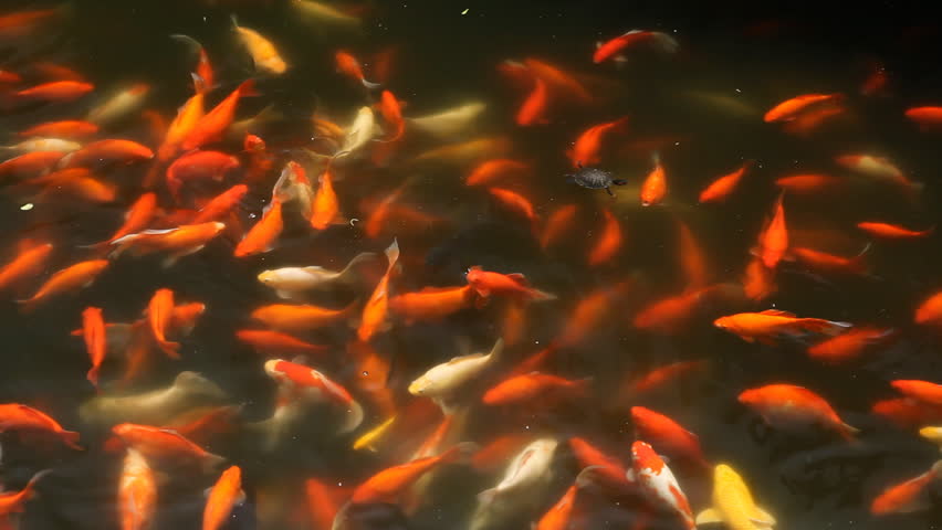 Brocaded Carp, Koi Fish Feeding in a Pond, Nishikigoi, Ornamental Varieties