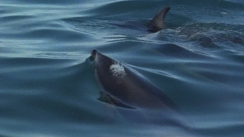 Dolphins swimming