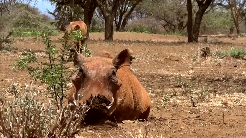 Warthog, Phacochoerus africanus