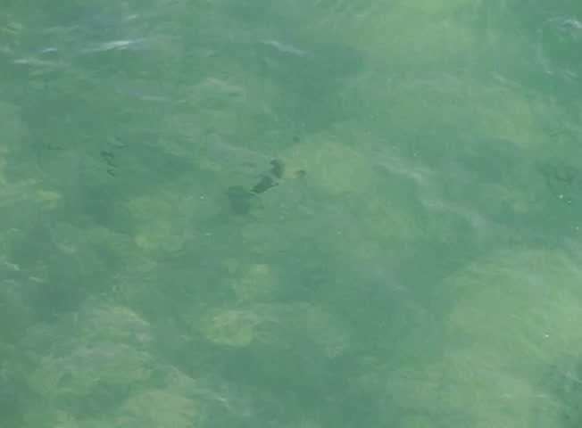 Stingray in Ocean 02 Slow Motion 240fps California
