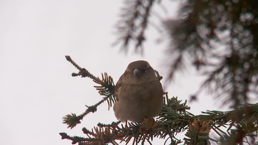 sparrow