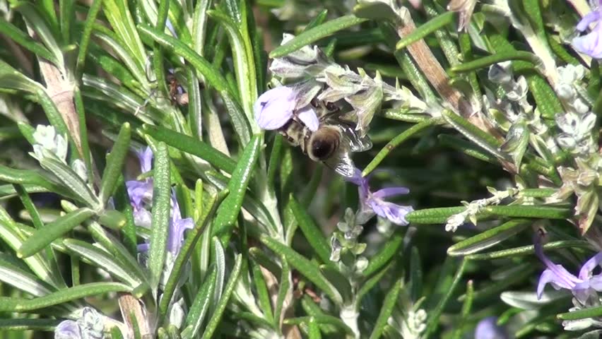 Rosemary flowers and a bee piercing a petal, close up zoom out