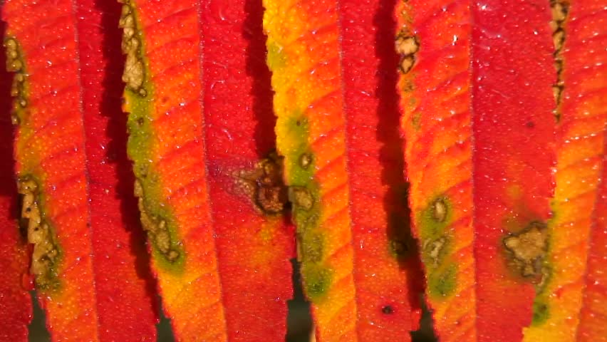 Sumac