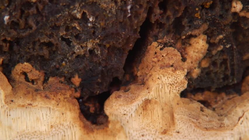Tree fungus