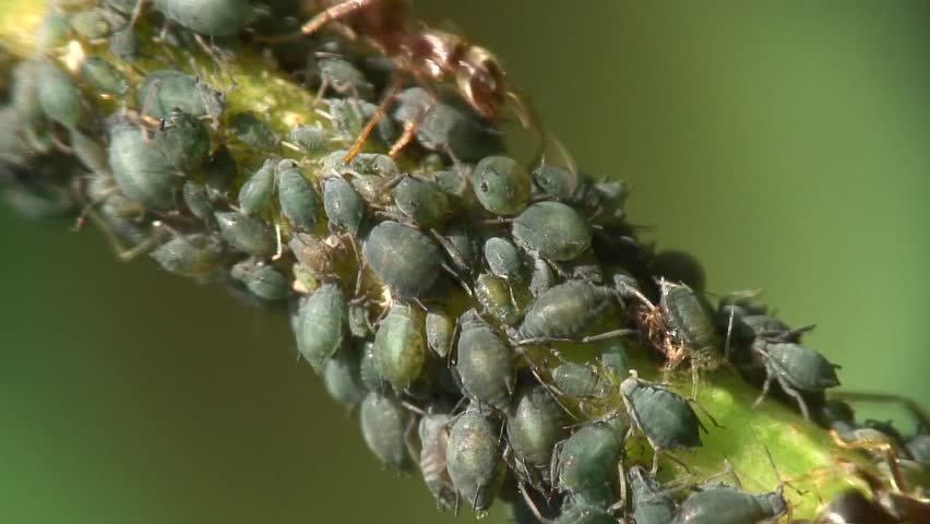 Ants
