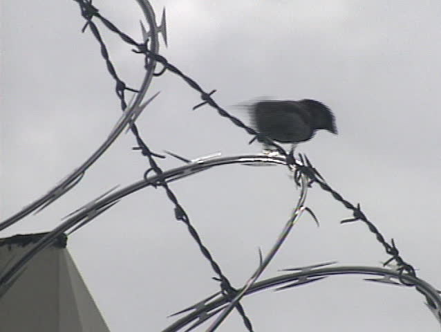 Bird on a wire. 