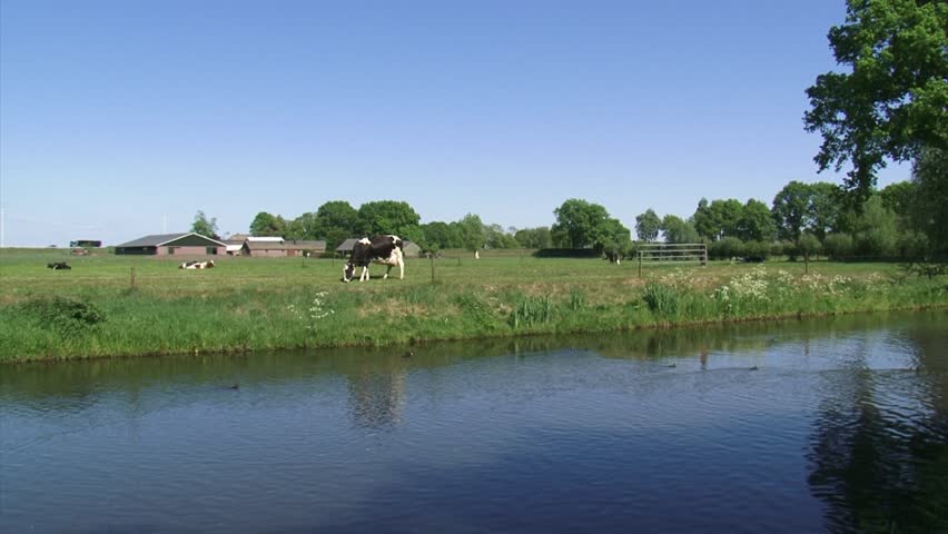 Dutch Holstein cow grazing, farmhouse and highway in background. Holsteins have distinctive markings and are known for their outstanding milk production.