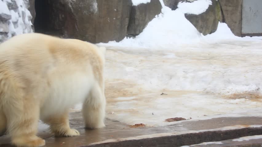 white bear rotating dancing 