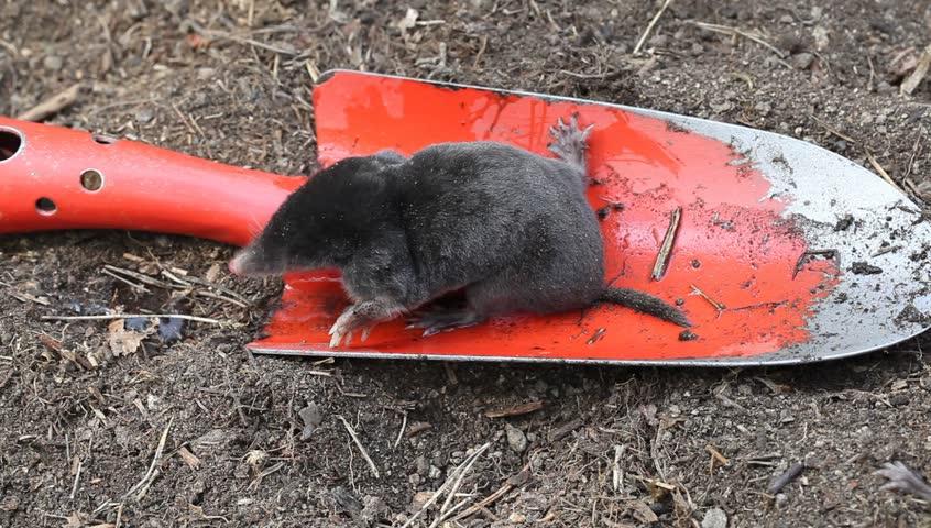 Young mole drinking water from red garden scoop