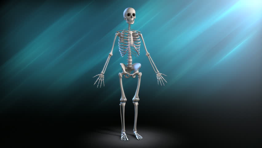 Human Skeleton Rotation

full rotations of a human skeleton. On the second rotation, a glass shell of the actual body appears and fades away at the end of the second rotation. Looping.