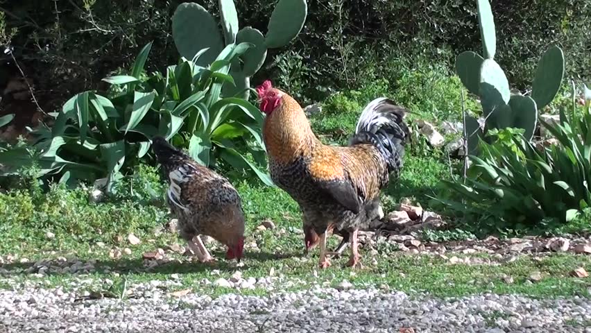 A cock and two hens, speckled fowl, eat and go away, audio