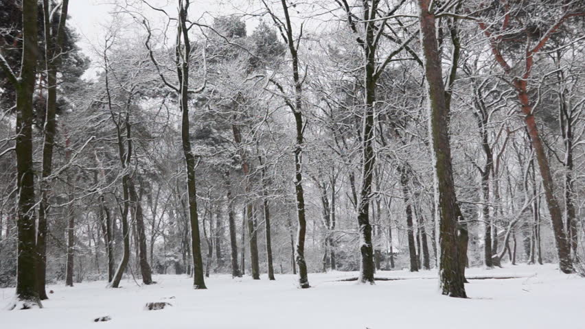 Snow in the forest