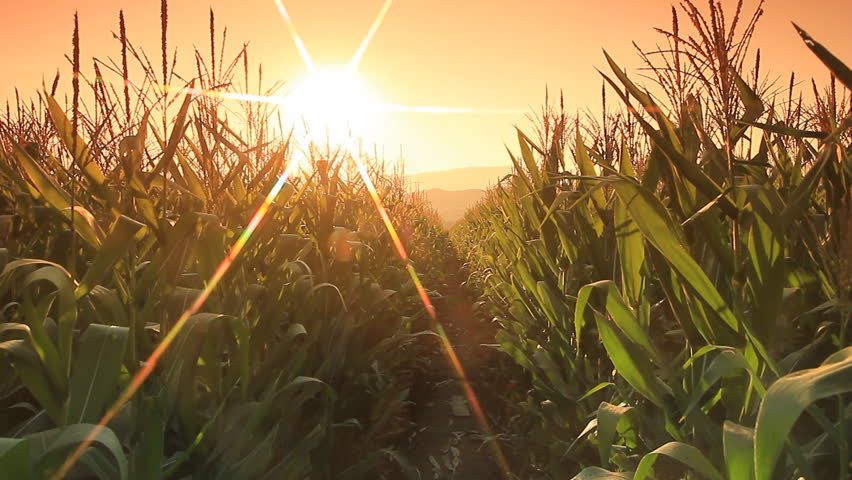 Corn farm in Thailand :  Crane shot with flare