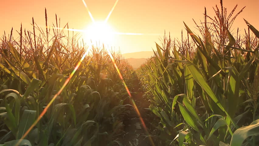 Corn farm in Thailand :  Crane shot with flare