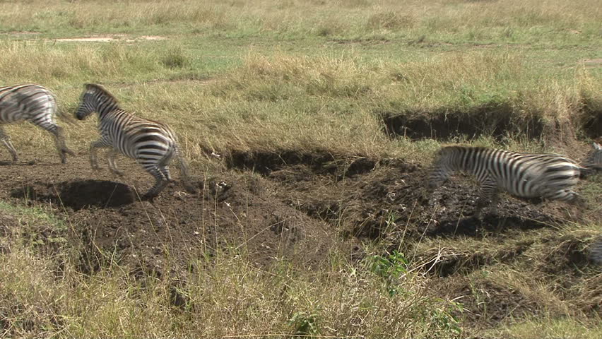 Zebra jump washout the Masai Mara in Kenya, Africa.  Sony V1U.  