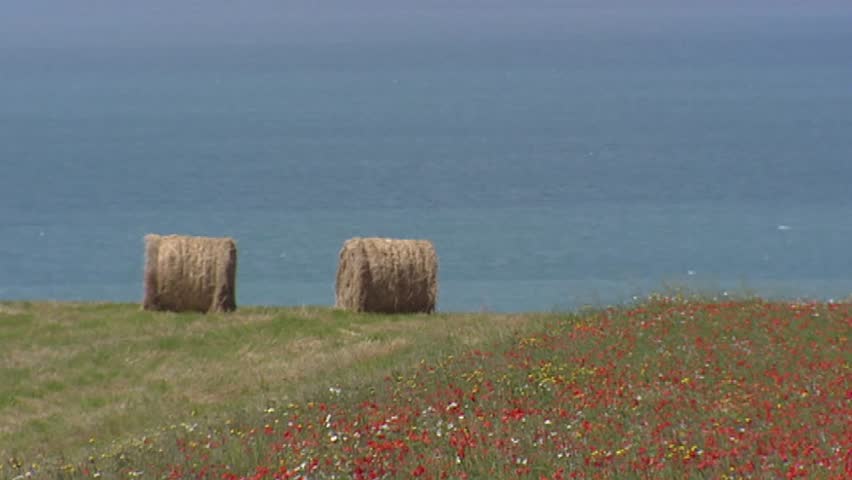 Hay bales and blooming field on clifftop at French coast, ocean in background.