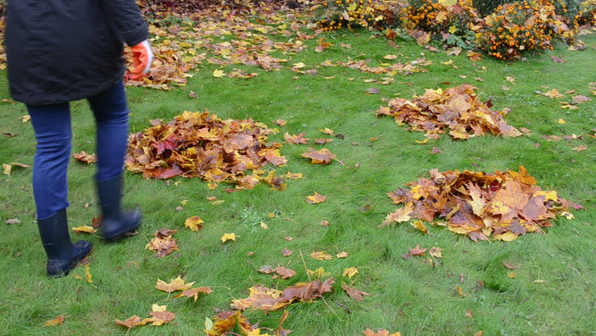 woman with rubber boots kick mess raked autumn leaf piles in garden.