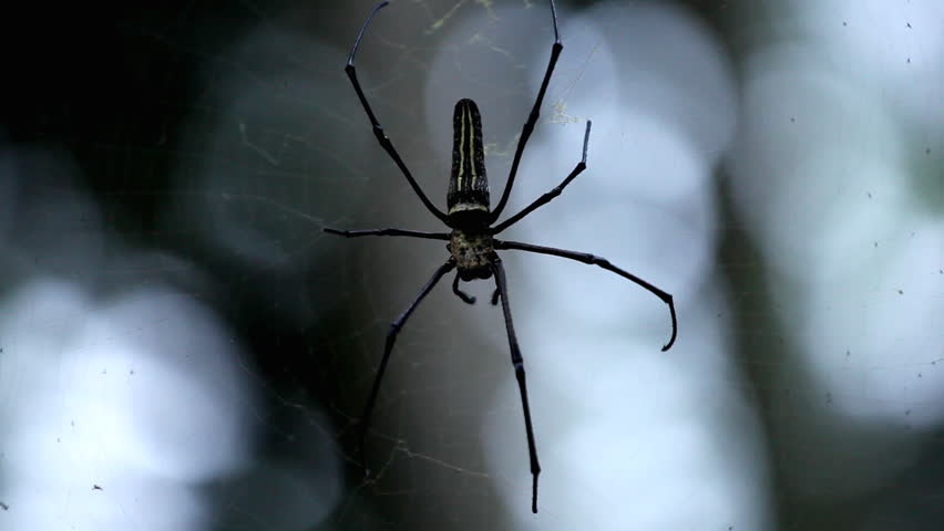 Macro Dangerous Spider on the grass, Close-Up, Araneae, Arthropods, Venom