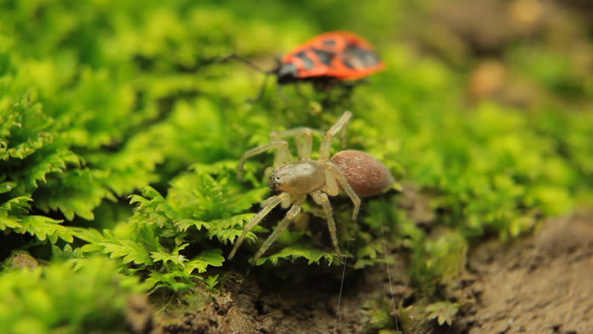 Macro Dangerous Spider on the grass, Close-Up, Araneae, Arthropods, Venom