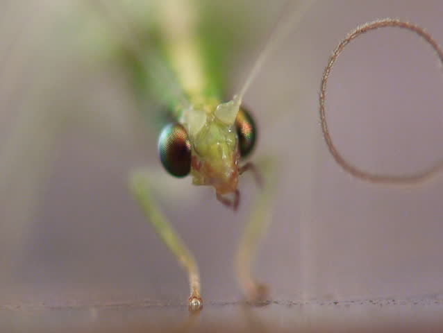Lacewing. Close-up shot.