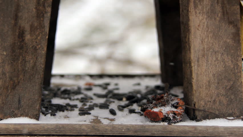 Small bird in the feeder at wintertime