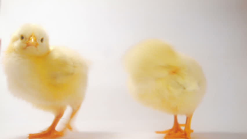 Crazy chicken dance :)