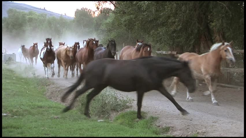 Cowboy Herding Horses down a Dusty Road