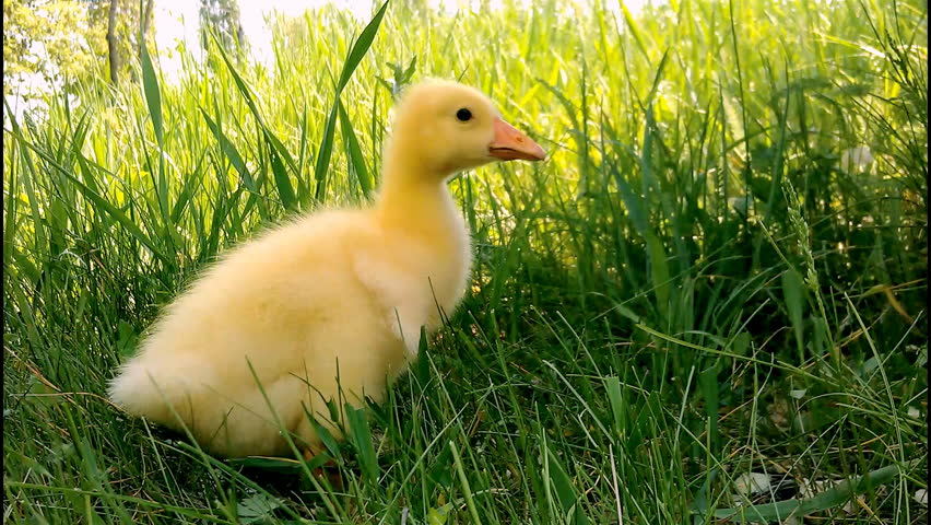 Cute domestic gosling walking in green grass outdoor