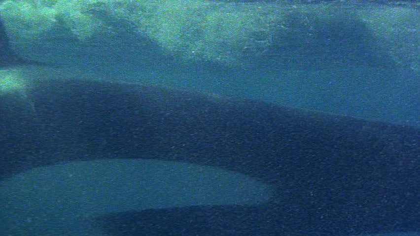 Killer whale