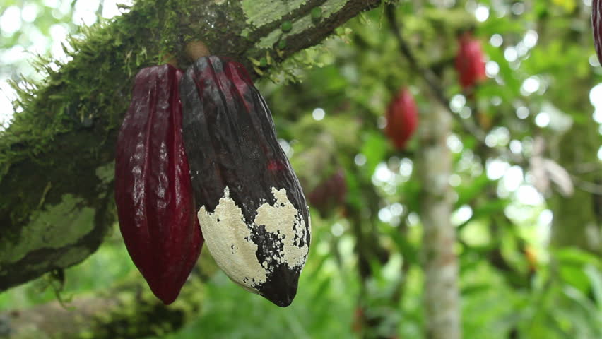 Cocoa pod suffering from Frosty Pod Rot on a plantation in the Ecuadorian Amazon