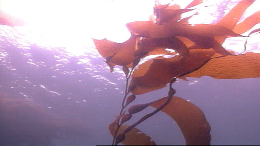 Bladder kelp