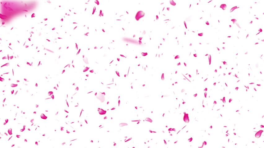 Sakura Cherry Blossoms Flying Pink