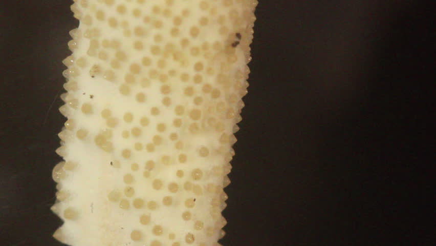 Fruiting body or stroma of a Cordyceps fungus expelling spores from the peritheca