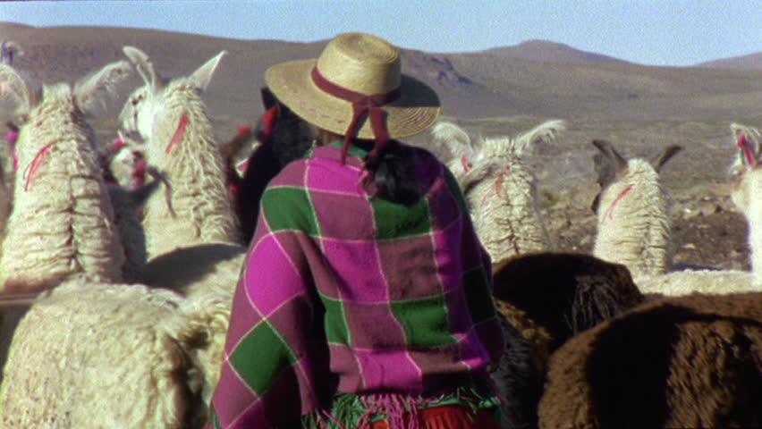 Alpaca herder in Chile