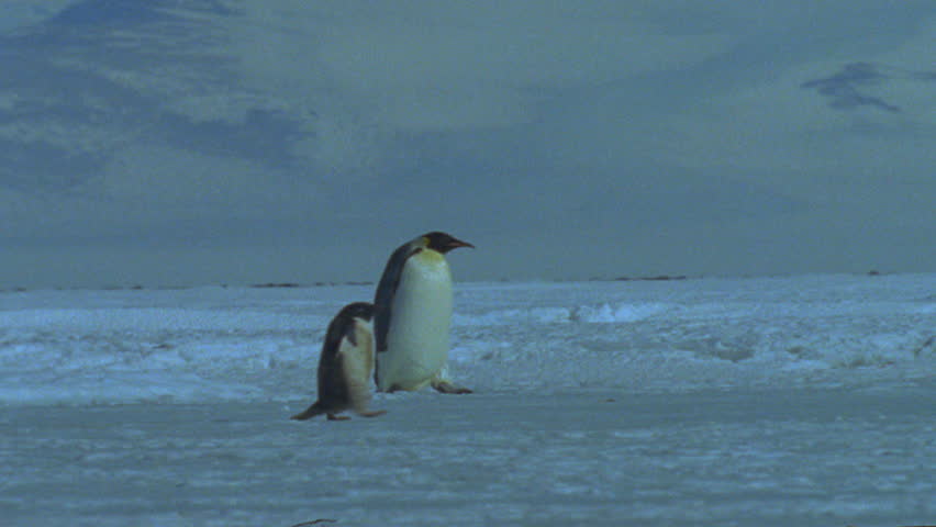 Emperor penguins and AdÃ©lie Penguin