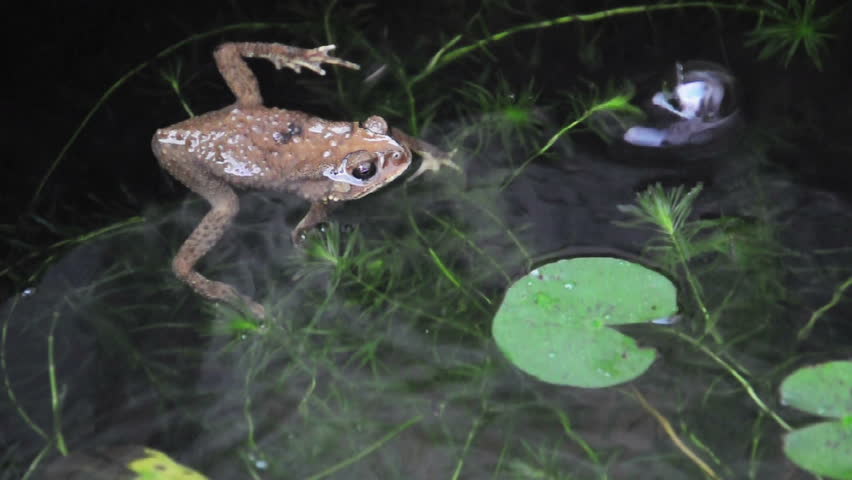 Serene yellow frog dictates because rain falling into it's eye in fish pond. (HD footage with sound)