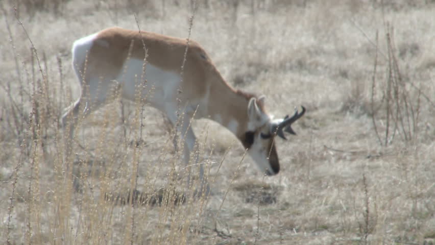 Pronghorn Antelope in the dry grass of early spring
