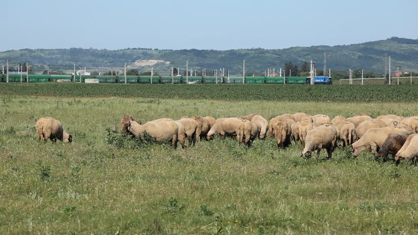 Herd Of Sheep and Lamb Grazing In A Field, A small Group eating grass, Spring
