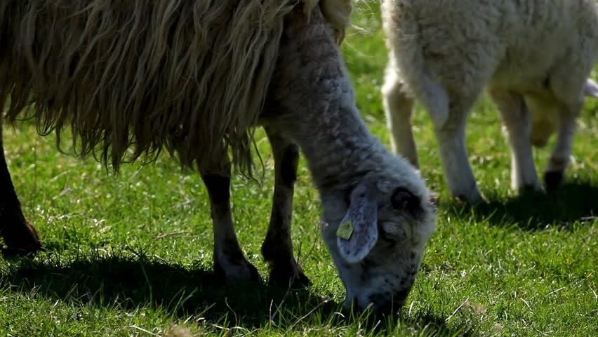 Herd Of Sheep and Lamb Grazing In A Field, A small Group eating grass, Spring