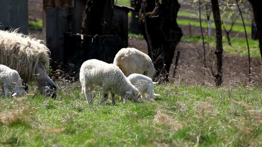 Herd Of Sheep and Lamb Grazing In A Field, A small Group eating grass, Spring