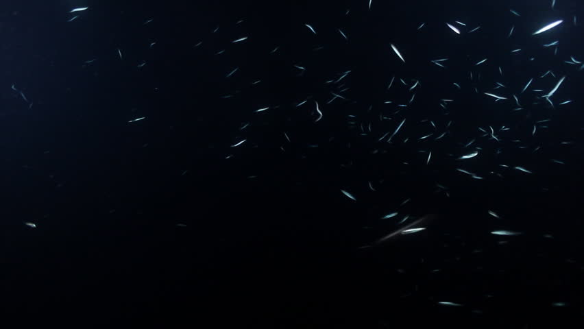 A lot of anchovy (Engraulis encrasicolus) dances in the night floodlit by diver lights. Shot in the wild, nighttime.