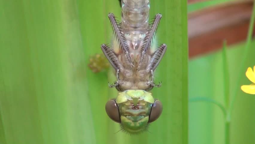 Aeshna (Aeshna cyanea)