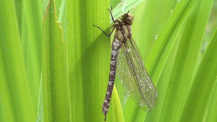 Aeshna (Aeshna cyanea)