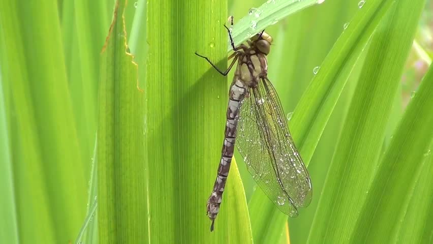 Aeshna (Aeshna cyanea)