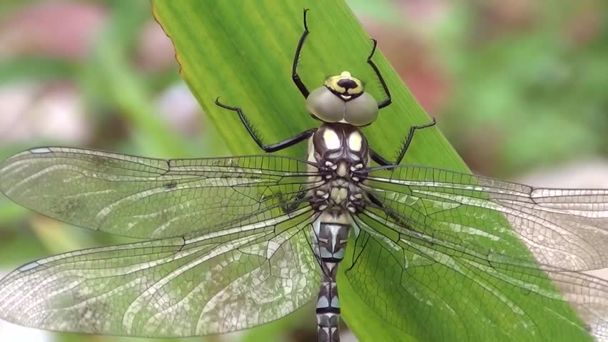 Aeshna (Aeshna cyanea)