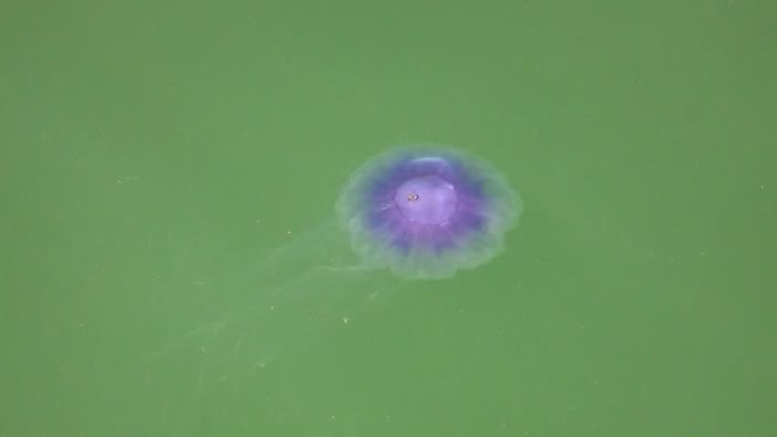 Jellyfish (Aurelia aurita)