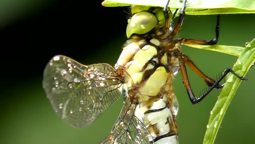Aeshna (Aeshna cyanea)