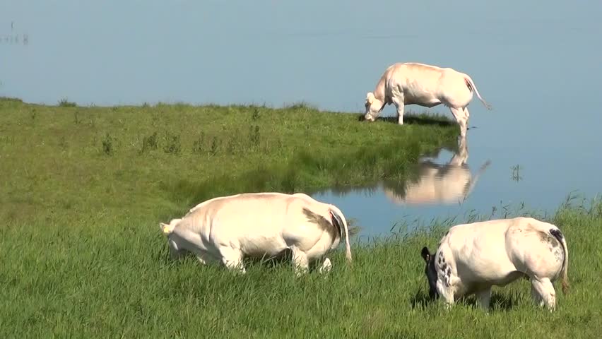 Cattle breed