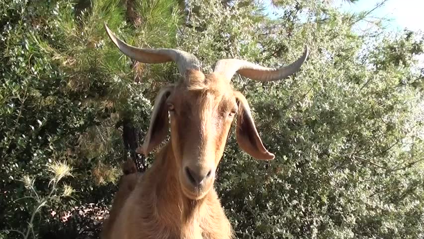 a curious goat from a close distance