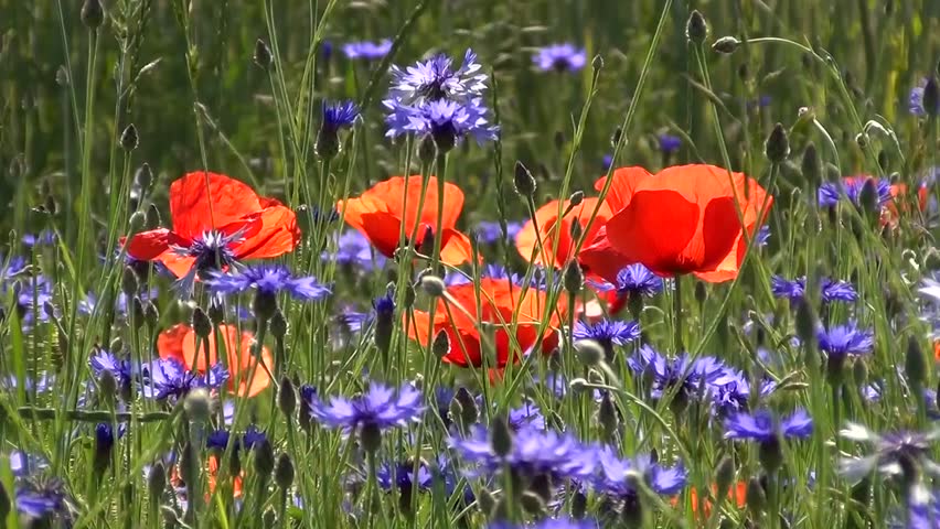Wildflowers